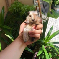 🌸 BỌ Ú CORO CÁI LÔNG NGẮN (QUẬN 6) 🏠 BỌ Ú KIỂNG SÀI GÒN 🏠 🌸