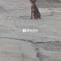 Bán Chó Poodle Lai Vui Tính, Đã Tiêm Phòng Đầy Đủ  