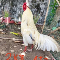 Bướm Zin Tay 1 Cục Lông Mới Tinh Keng - Gà Zin Tay Tốt Lông Mới Zin Keng  