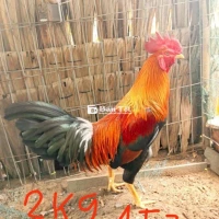 Gà Yếu Gà Zin Chân Hậu Sạch Sẽ - 2.9kg