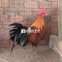 Phèn 3ky tay cục - Xem chi tiết gà tại Minh Đức, huyện Mỏ Cày Nam, Bến Tre  