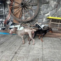 Cần tìm chủ mới cho 2 bé Phốc Hươu