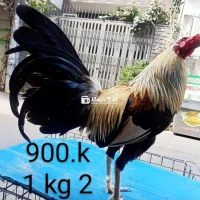 Gà zin nha ae 1 kg 2 ae ai hợp lh