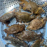 Ghẹ Xanh Thiên Nhiên - Tươi Ngon, Sống Chắc Từng Con!