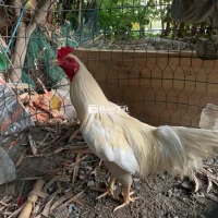 2k6 trang 2k8 thay long ae cần ib