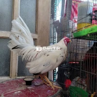 gà bướm mỹ 1,1 kg  cản mái