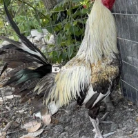 Gà Rin 2kg970, Nuôi Thêm 100gr Có Chơi, Chưa Qua Cựa