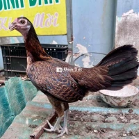 Mái Tre Asill Mỹ 1kg250