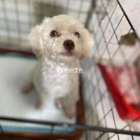 Poodle Tiny Trắng Đã Cạo Lông - Tiêm Đủ 3 Mũi - Về Nuôi Ngay  