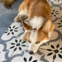 Nhượng lại chó cưng vì không có thời gian chăm sóc  