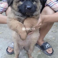 Cún nhà đẻ, bụ bẫm, xinh ngoan khôn tìm nhà mới!