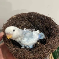 Vẹt Love bird