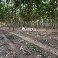 Bán 3,1ha vườn cao su tại xã Quang Minh, Thị Xã Chơn Thành.