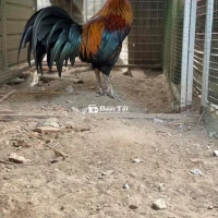 Gà Peru Mỹ 4kg Thanh Lý - AE Nào Cần 14 Tháng Tuổi  