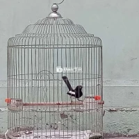 Chim Chòe Than Bổi 1 Mùa - Ôm Lông Mướt Đẹp, Giá Chỉ 400k  