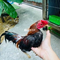 Gà Tre Bắc Giá Rẻ - Quận Tân Phú, HCM