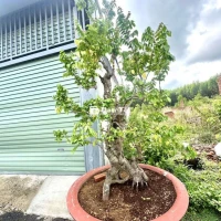 Cần Bán Cây Khế Chua Cao 2m, Hoành 20-25cm  