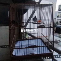 BÁN CHIM BỊ BẪY