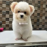 Chó Poodle Cái Size Tiny 8 Tháng Tuổi - Tiêm Phòng Đầy Đủ, Spa Định Kỳ  