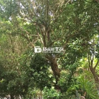 Lô 9 cây nguyệt quới nhiều tuổi-Bến Tre