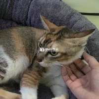 Mèo Tam Thể Đáng Yêu Cần Tìm Chủ Mới  