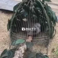 cu gáy mồi