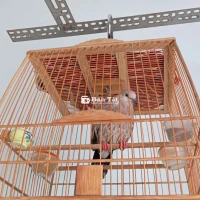 Cu vân rồng gáy gù lai rai dạn sờ vuốt thoả mái 88