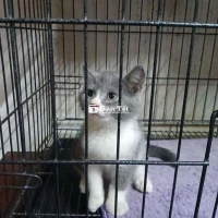 Bé mèo đực Bicolor đáng yêu cần tìm chủ!