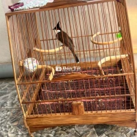 chào mào gốc tây hồ