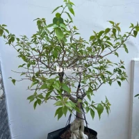 Cây Hoa Giấy Ghép 3 Màu Đẹp Mắt
