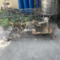 Cần bán cả đàn