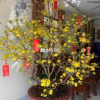 Cần Thanh Lý Cây Mai Vàng 5 Cánh, Dáng Tàn Thông  