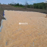 Bán Bắp Ngô Phơi Khô