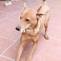 Cần Bán Chó Lai Phú Quốc  