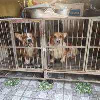 Cần Bán Chó Corgi - Giá 1.500.000 VNĐ/Bé  
