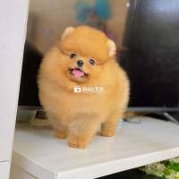 Pomeranian ( Pom ) thuần chủng đủ màu