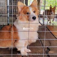 PHỐI GIỐNG CHÓ CORGI BAO ĐẬU Có Sẵn CHÓ CON