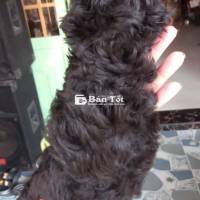 Poodle Tiny siêu dễ thương - Món quà 8/3 ý nghĩa