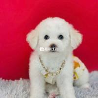 Poodle Nhà Làm - Bố Mẹ Đón Con Về Nhanh Nhé! 🐾  