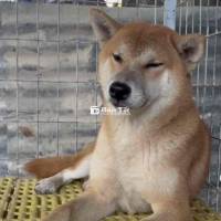 Cần bán chó đực Shiba Inu thuần chuẩn  