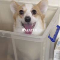 Corgi Vàng Trắng Cần Tìm Chủ Yêu Thương