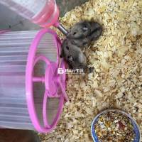 Bán tất cả chuột Hamster