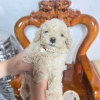 Cần Bán Bé Poodle 2 Tháng Tuổi  