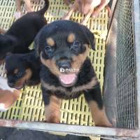 Giống Pitbull và Rottweiler Bé Đã Được 45 Ngày Tuổi, Đã Tiêm Ngừa 2 Mũi Vacxin 7 Bệnh  