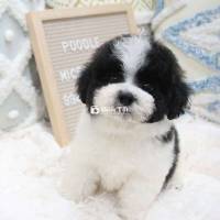 Poodle Tini Thuần Chủng Đẹp, Khỏe Mạnh, Thông Minh  