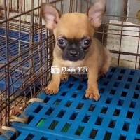 Chihuahua Bé Đực Màu Vàng Siêu Đáng Yêu  