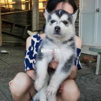 Husky Sinh Viên Cho Anh Em Nào Cần - Đực Cái Đầy Đủ, Chích Sổ Giun, Có Fix Nếu Đến Tận Nhà  