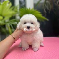 Tìm nhà mới cho đàn chó Poodle Tyni chân lùn siêu dễ thương!