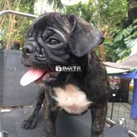 BÁN CHÓ PUG 3 THÁNG TUỔI SIÊU CƯNG - MẶT NHĂN ĐỘC LẠ