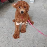 Chó Poodle Đực 6 Tháng Tuổi Cần Tìm Nhà Mới